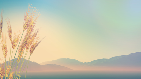 Wheat Luks background